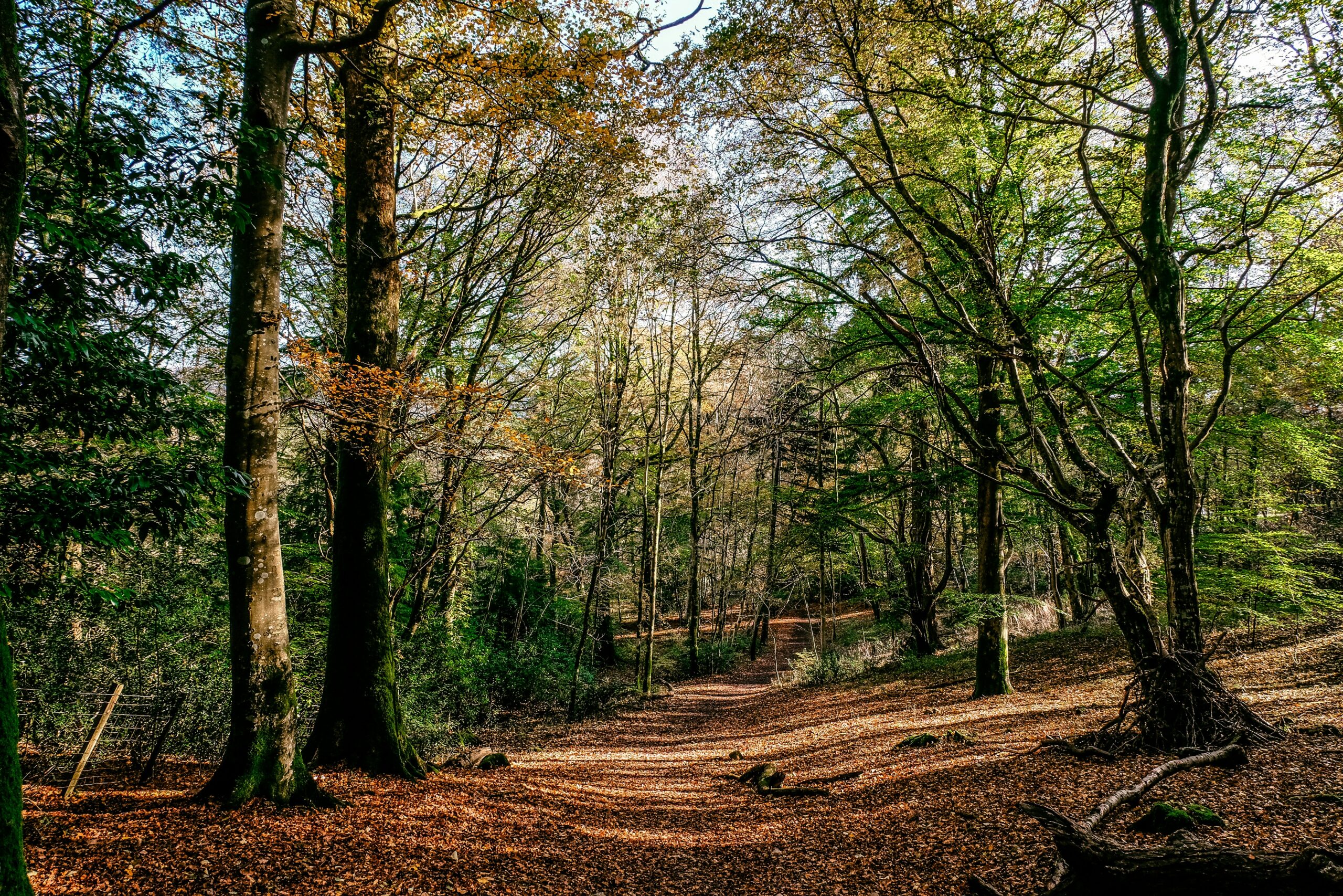Grizedale Forest Trail running route
